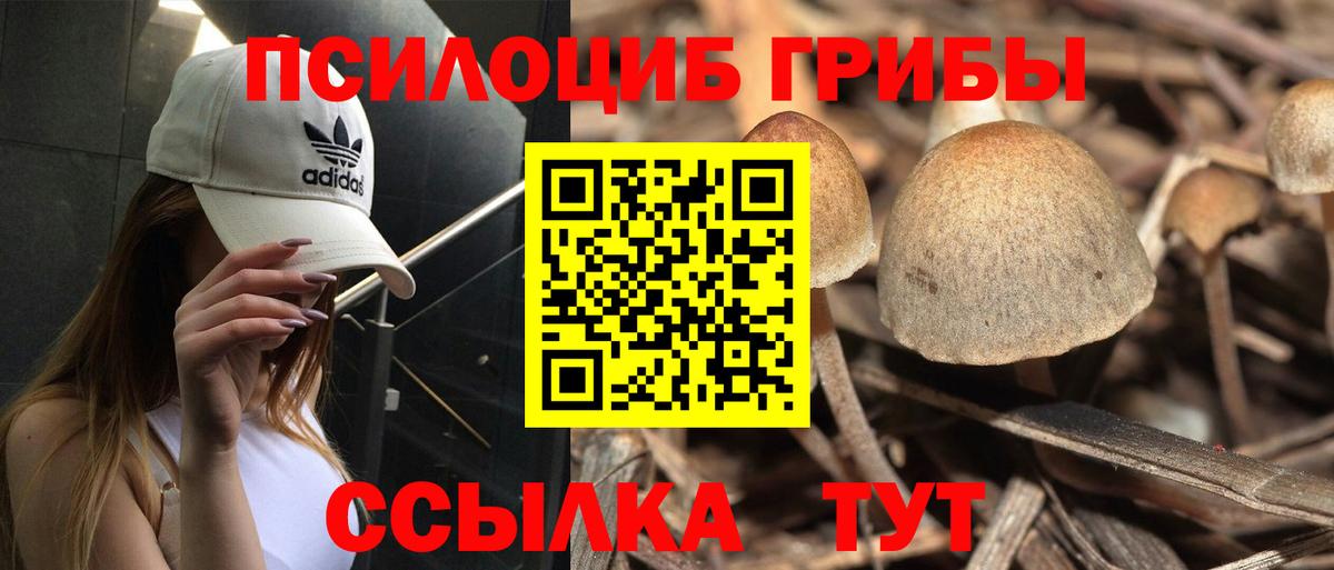 Псилоцибиновые грибы Psilocybine cubensis Муравленко